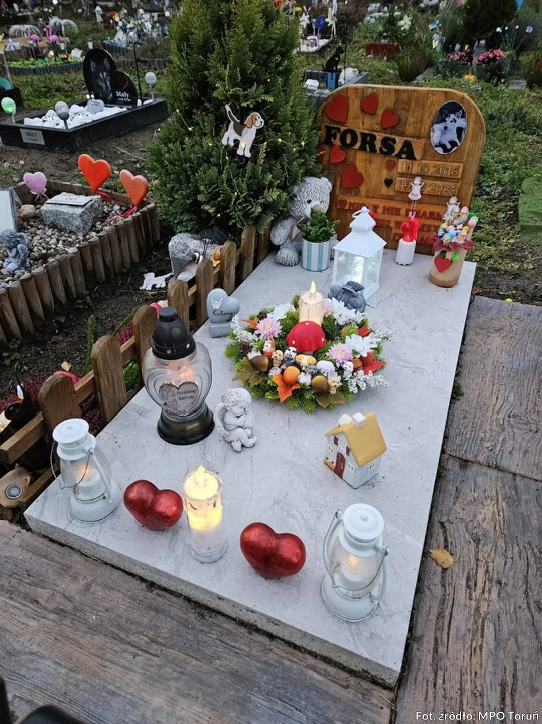 cmentarz dla zwierząt Toruń
